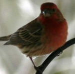 image of house_finch