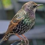 image of bird