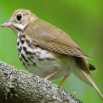 image of bird