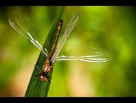image of dragonfly #14