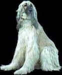 image of afghan_hound