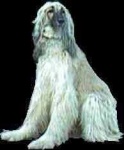 image of afghan_hound #10