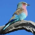 image of bird