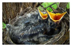 image of robin