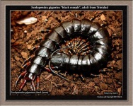 image of centipede