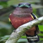 image of banded_broadbill #11