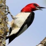 image of red_headed_woodpecker #28