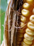 image of ear_corn #31