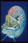 image of nautilus