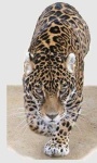 image of jaguar_car