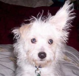 image of miniature_poodle