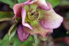 image of flower