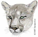 image of cougar_face