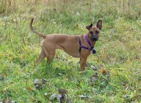 image of rhodesian_ridgeback