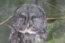 image of great_grey_owl
