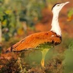 image of indian_bustard