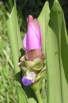 image of flower