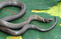 image of ringneck_snake #12