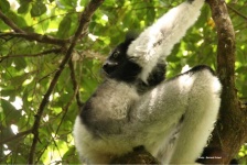 image of indri