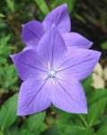 image of balloon_flower #31