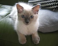 image of animal