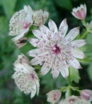 image of flower