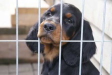 image of gordon_setter #27