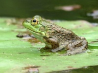 image of animal