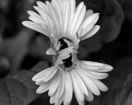 image of daisy