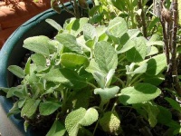 image of pot