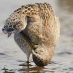 image of bird
