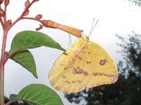 image of sulphur_butterfly #7