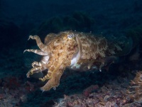 image of animal