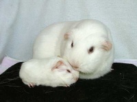 image of guinea_pig