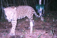 image of jaguar_car