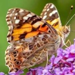 image of animal