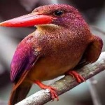image of bird