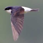 image of bird