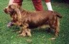 image of sussex_spaniel