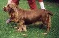 image of sussex_spaniel #1