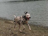 image of dalmatian