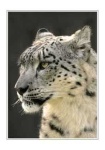 image of snow_leopard