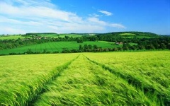 image of grassland