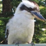 image of bird