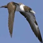 image of bird