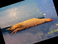 image of fish
