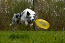 image of border_collie