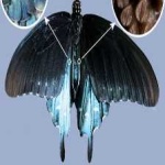 image of animal