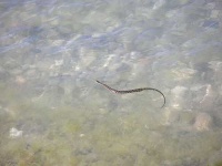 image of water_snake