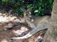 image of wallaby